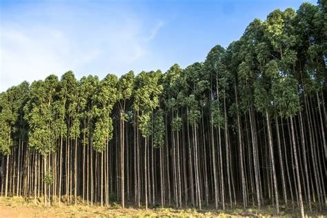 EUCALIPTO TODO DE ESTE ÁRBOL IMPORTANTE USO MEDICINAL