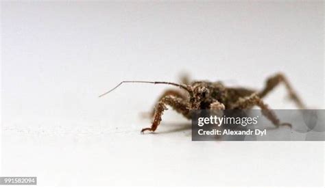 Cricket Spiders Photos And Premium High Res Pictures Getty Images