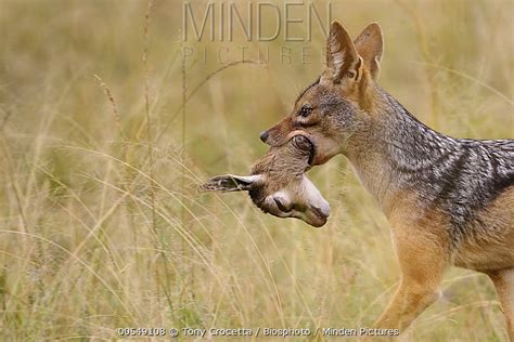 Black Backed Jackal Stock Photo Minden Pictures