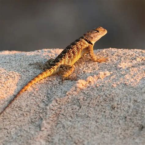 Desert Spiny Lizard Facts Diet Habitat And Pictures On Animaliabio