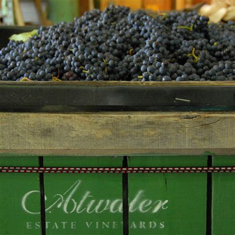 Atwater Vineyards Tutto Quello Che Cè Da Sapere 2024