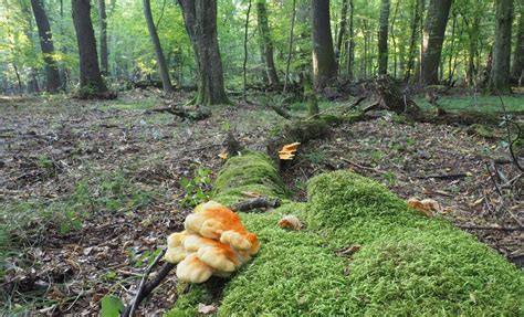 Żółciak siarkowy Laetiporus sulphureus Strona 9 Forum NaGrzyby pl