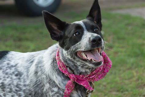 Perro Pastor Ganadero Australiano Información De La Raza