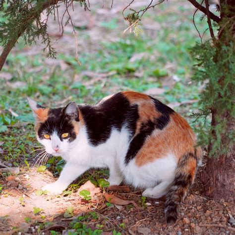 狸花猫 高清图片，堆糖，美图壁纸兴趣社区