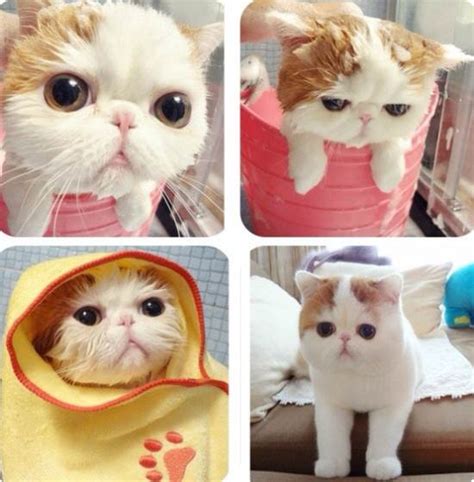 Snoopybabe The Definitive Gallery Of Instagrams Cutest Cat