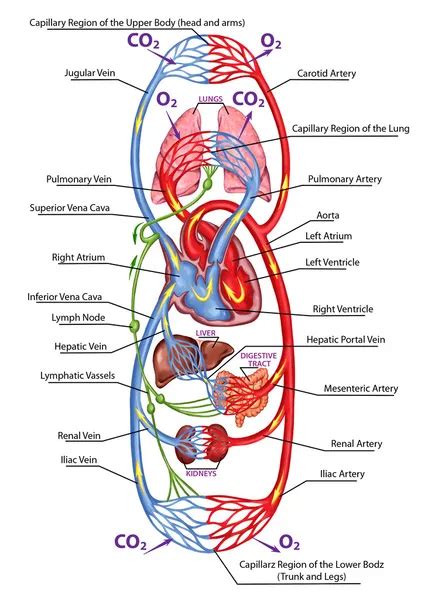 Human bloodstream - didactic board of anatomy of blood system of human ...