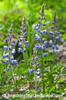 Restoring The Landscape With Native Plants: Wild Lupine Insect Visitors