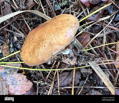 Slippery Jill (Suillus salmonicolor Stock Photo - Alamy