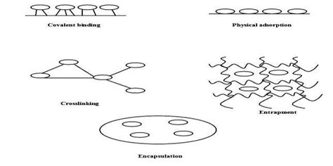 Methods Of Enzyme Immobilization Download Scientific Diagram