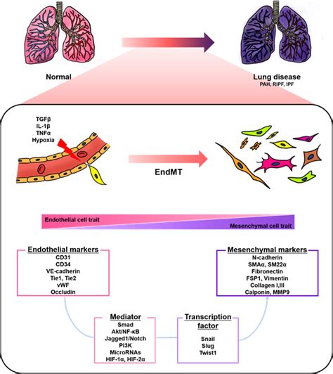 Endothelial To Mesenchymal Transition Encyclopedia Mdpi