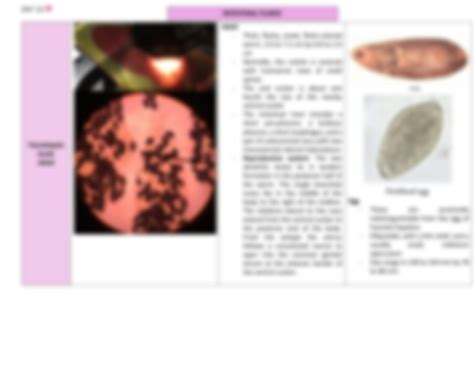 SOLUTION Parasitology Intestinal Fludes Nematodes And Cestodes Studypool