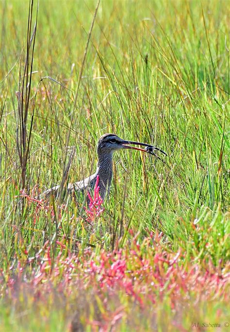 Whimbrel Numenius Phaeopus Whimbrel Numenius Phaeopus Flickr