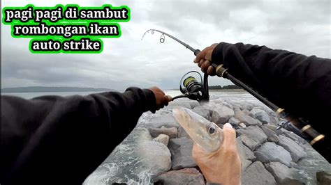 Mancing Ikan Pagi Hari Di Sambut Rombongan Ikan Mancing Pinggiran