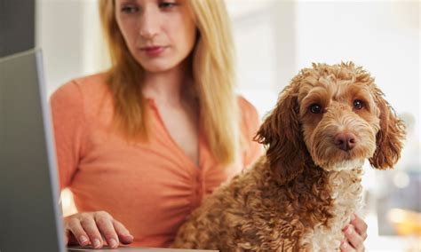 Guía Sobre Las Glándulas Anales De Los Perros Alimentos Para Mascotas