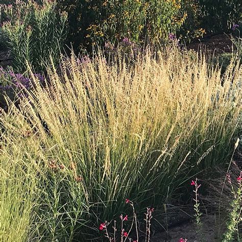 Sideoats Grama Grass Bouteloua High Country Gardens Grassen