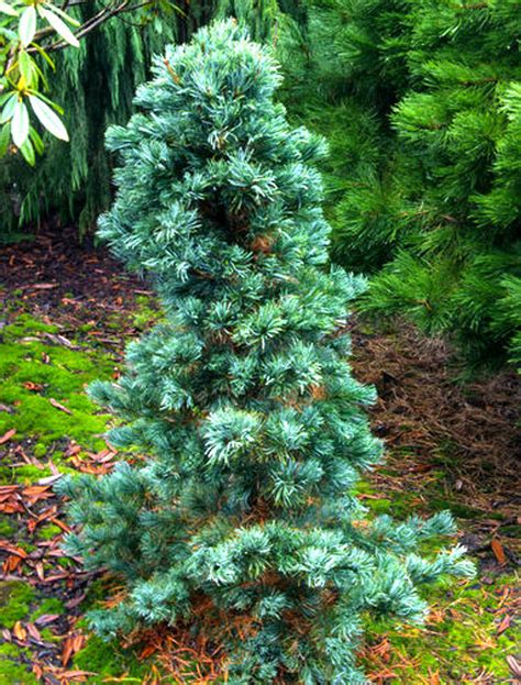 Pinus flexilis 'Cesarini Blue' Narrow Limber Pine Tree - Kigi Nursery