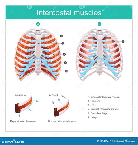 Intercostal Muscles Diagram