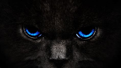 Black cat digital wallpaper, cat, eyes HD wallpaper | Wallpaper Flare