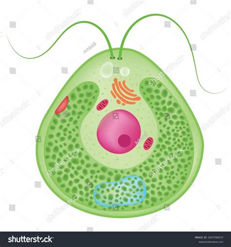 Chlamydomonas Haploid Unicellular Eukaryote Stock Vector Royalty Free