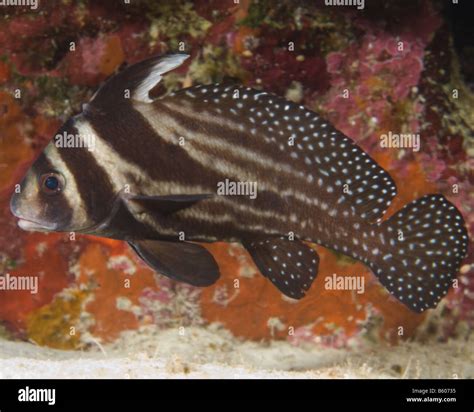 Profile View Of A Spotted Drum Equetus Punctatus Stock Photo Alamy