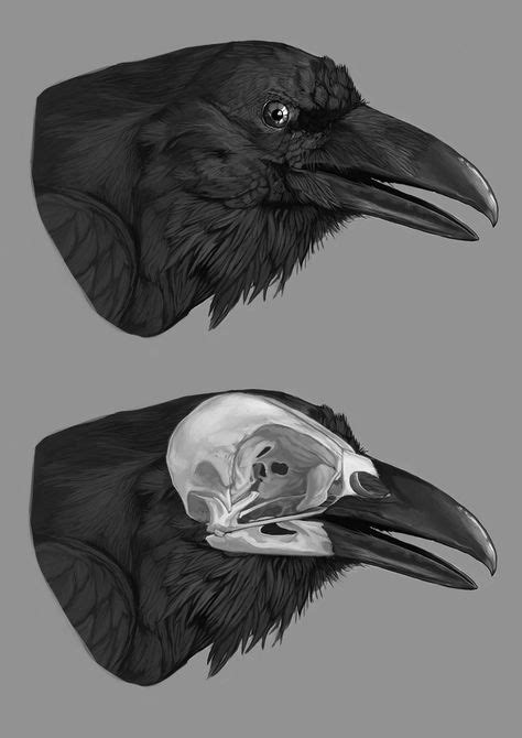 47 Raven, crow anatomy ideas | crow, raven, black bird