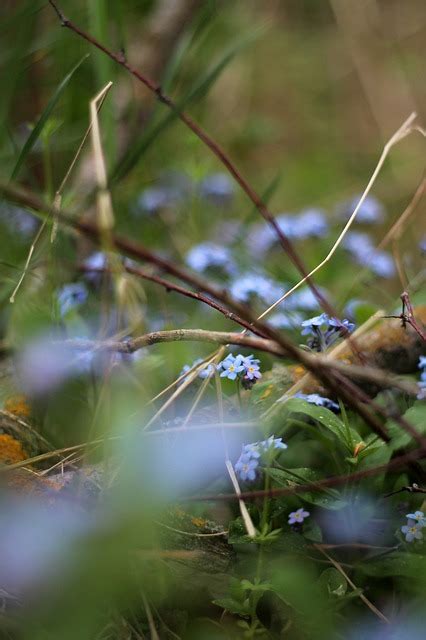 Blumen Unkraut Pflanzen Kostenloses Foto Auf Pixabay Pixabay