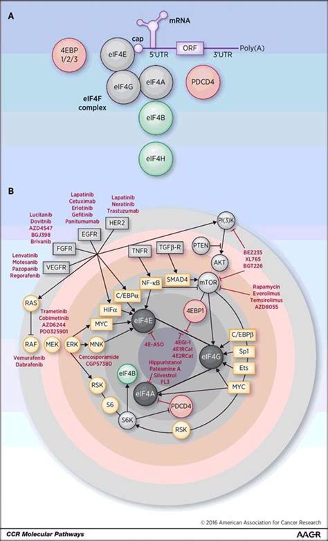 Molecular Pathways The Eif4f Translation Initiation Complex—new