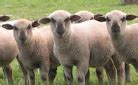 Sheep Breeds Flashcards Quizlet