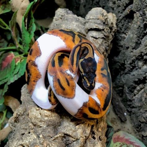 Pied Ball Python For Sale Online Baby Piebald Ball Pythons Near Me