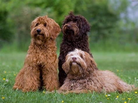 Labradoodle Dog Breed: A Comprehensive Guide To Take Care