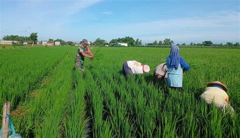 Babinsa Dampingi Petani Bersihkan Gulma Rumput Pada Tanaman Padi