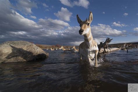 Past Exhibition Pronghorn Passage Buffalo Bill Center Of The West