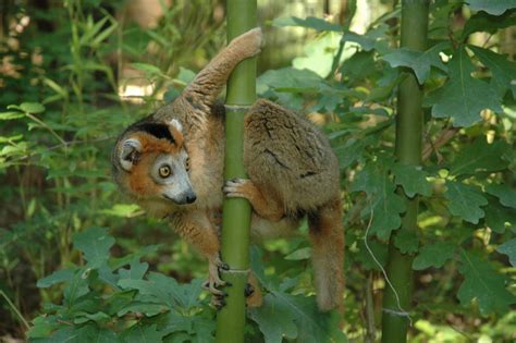 Crowned Lemur Duke Lemur Center