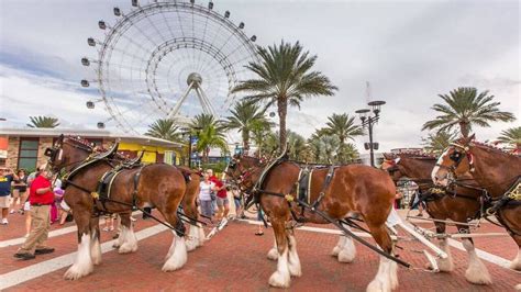 Budweiser Clydesdales Christmas Commercials