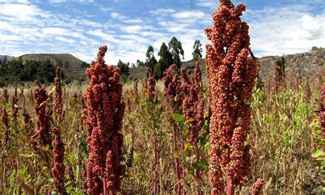 Growing Quinoa Ancient Healthy Seeds Epic Gardening