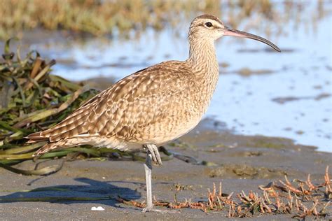 Numenius Phaeopus Whimbrel Whimbrel Taken At Doran Regiona Flickr