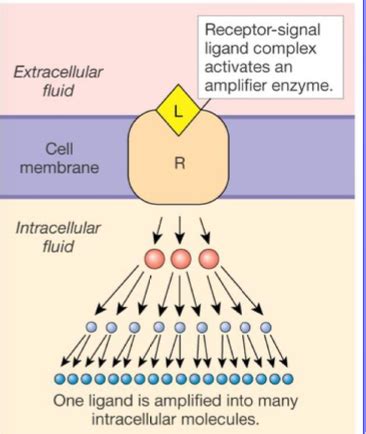 Pho Receptors And Intracellular Signalling Flashcards Quizlet