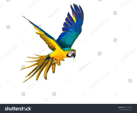 Colourful Flying Parrot Isolated On White Stock Photo 231079951 ...