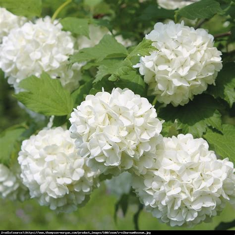 Kalina Koralowa Roseum Viburnum Opulus Roseum