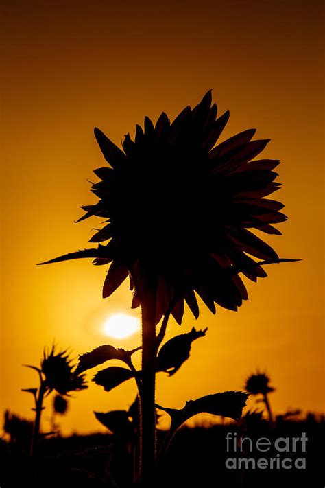 Silhouette Of The Sunflower Photograph by Terri Morris