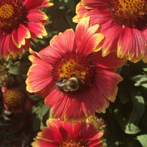 Voici Plantes Et Fleurs Faciles D Entretien Qui Reviennent Chaque