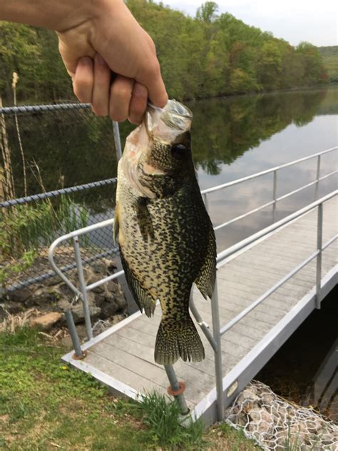 Maryland Biodiversity View Thumbnails Black Crappie Pomoxis