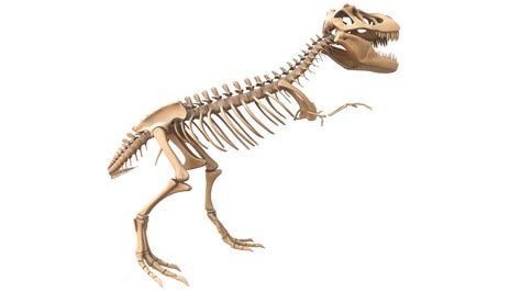 T-rex Skeleton 3D Model - TurboSquid 1432743