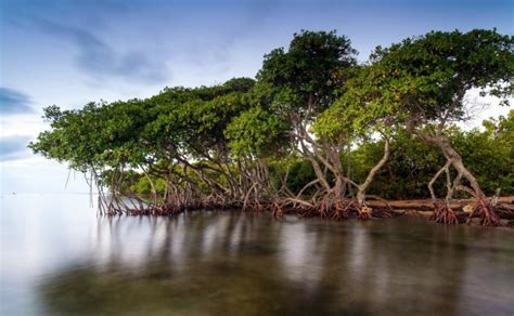 Apa Manfaat Hutan Mangrove? – Dunia Flora