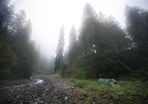 Free Images Tree Nature Forest Wilderness Mountain Fog Mist