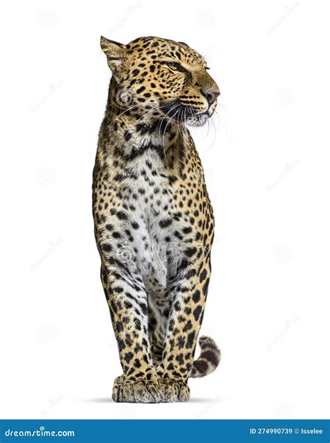 Spotted Leopard Panthera Pardus Standing Proudly And Looking Away