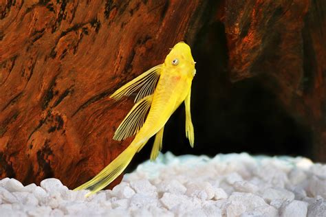 Ancistrus Sp Gold Longfin