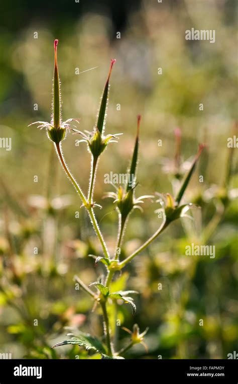 Close Up Of The See Pods Of A Hardy Geranium Cranesbill In Summer