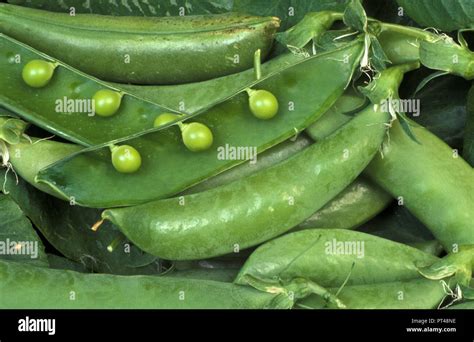 Open And Closed Pods Of Sugar Snap Peas Pisum Sativum Stock Photo Alamy