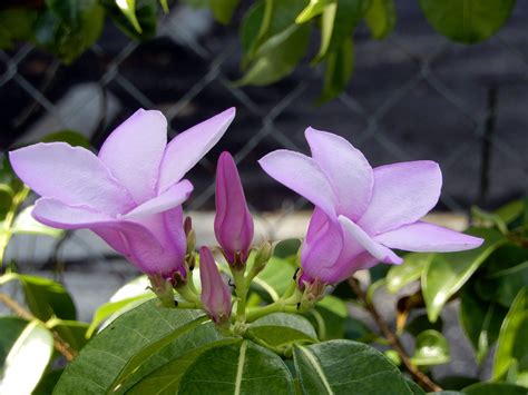 Purple Mandevilla Vine - Hoot Acre Farm